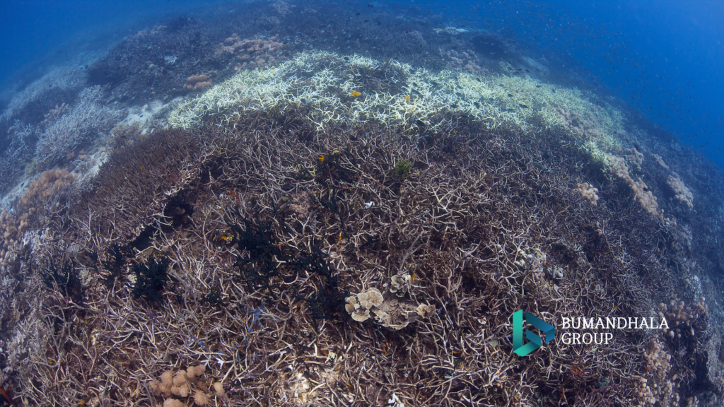 perusakan anemon laut